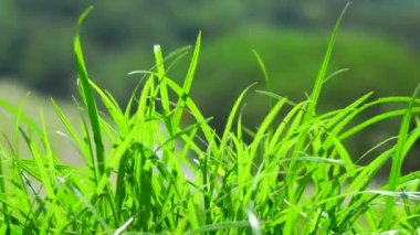 Çimen bıçağı rüzgarda hareket eder.