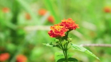 Çimen bıçağı rüzgarda hareket eder.