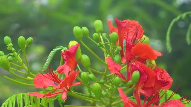 Yaprakların Üzerinde Yağmur Damlaları Olan Kayısı Ağaçlarının Bahçesinde Çiçek Açan — Stok video