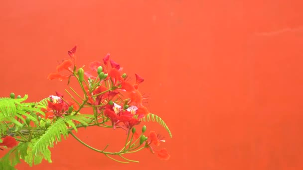Blume Aprikose Mit Regentropfen Auf Den Blütenblättern Blühend Garten Der — Stockvideo