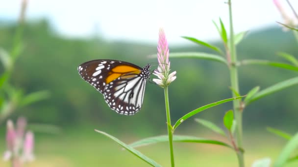 Животное Природа Бабочка Природе Цветет Оживает — стоковое видео