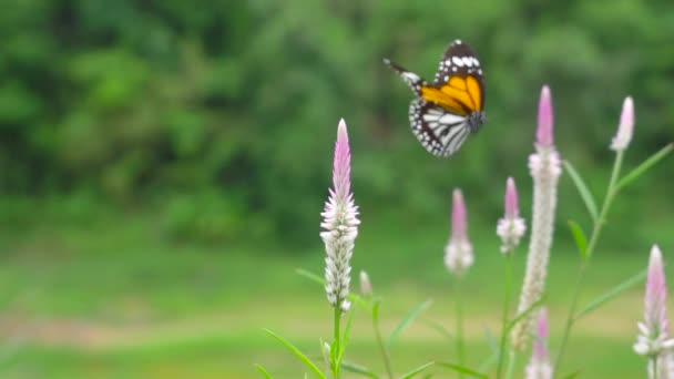 Ζώο Και Φύση Πεταλούδα Στο Λουλούδι Της Φύσης Και Ζωντανεύουν — Αρχείο Βίντεο