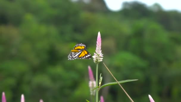 Doğa Çiçeğinin Üzerindeki Güzel Kelebek — Stok video