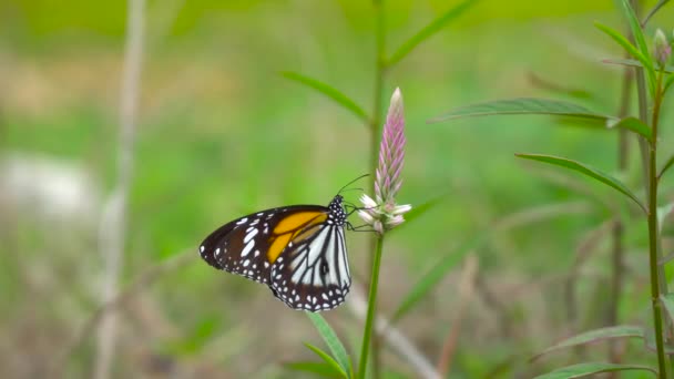 Schöner Schmetterling Auf Naturblume — Stockvideo