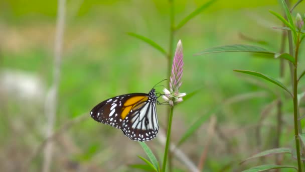 Bella Farfalla Sul Fiore Della Natura — Video Stock