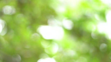 Özgeçmiş özeti. Bokeh arkaplan olarak odaklanan tam yeşil ağaç çerçevesi