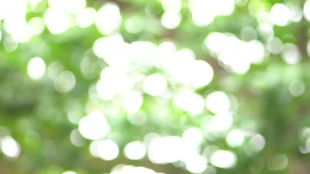 Schöne Natur Baum Unschärfe Fokus Bokeh Verschwommenen Hintergrund — Stockvideo