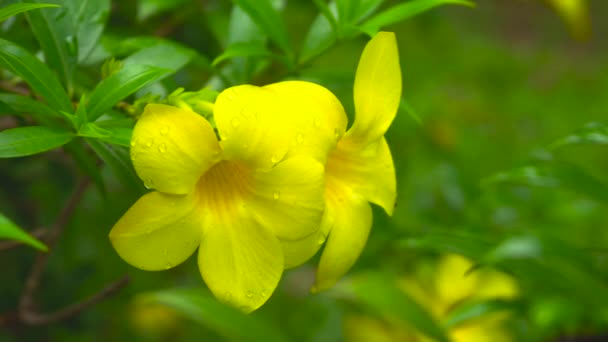 Primo Piano Del Fiore Giallo Nel Giardino Naturale — Video Stock