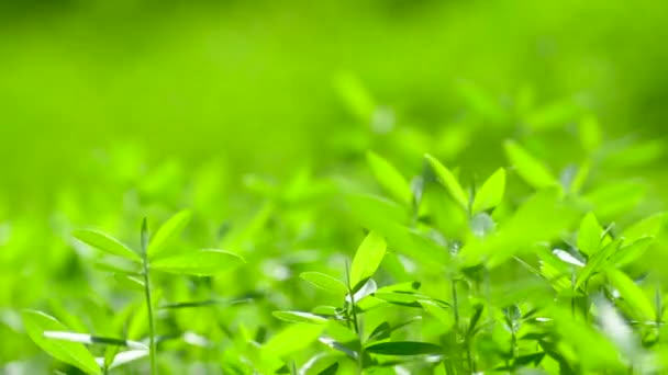 Природа Зеленого Листя Рухається Природним Вітром — стокове відео