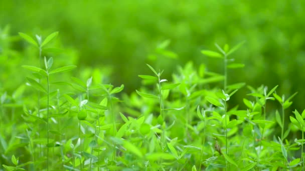 Nature Vert Feuille Déménageur Avec Vent Nature — Video