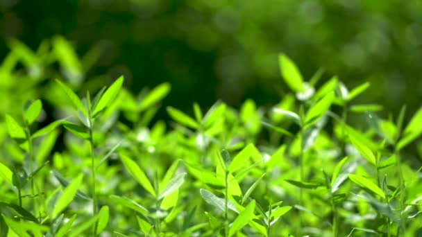 Natureza Verde Folha Mover Com Vento Natureza — Vídeo de Stock