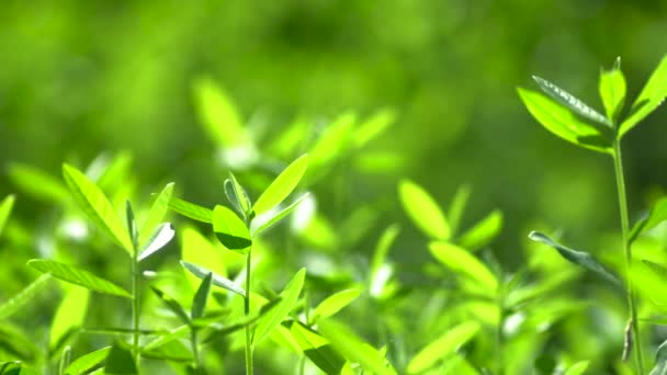 Natuur Groene Blad Mover Met Natuur Wind — Stockvideo