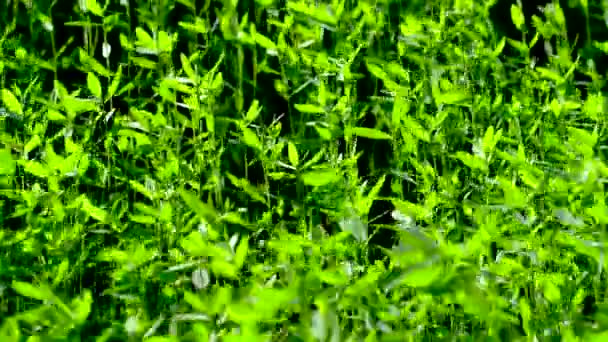 Natureza Verde Folha Mover Com Vento Natureza — Vídeo de Stock