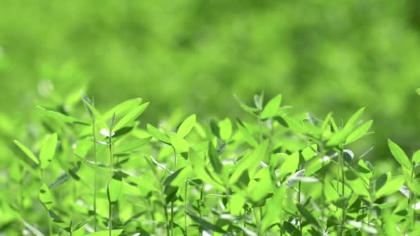 Naturaleza Árbol Verde Hoja Verde Mover Con Viento Natural — Vídeos de Stock