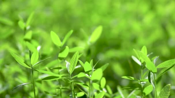 Arbre Vert Nature Green Leaf Mover Avec Vent Nature — Video