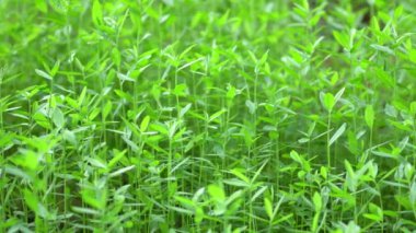 Doğa yeşili ağaç, Yeşil Yaprak Mover ve doğa rüzgarı.