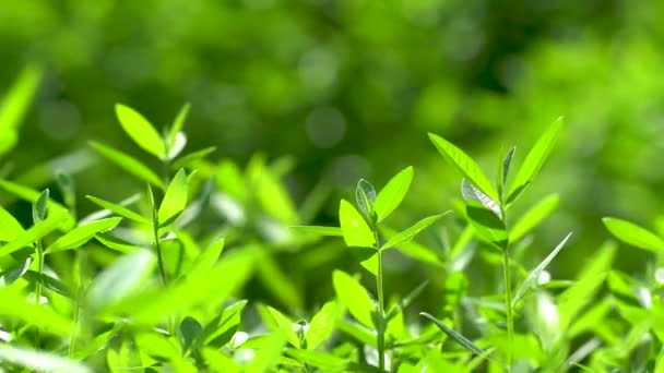 Natura Albero Verde Green Leaf Mover Con Vento Naturale — Video Stock