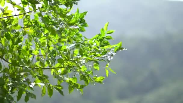 Природа Зелене Дерево Зелене Листя Рушія Природним Вітром — стокове відео