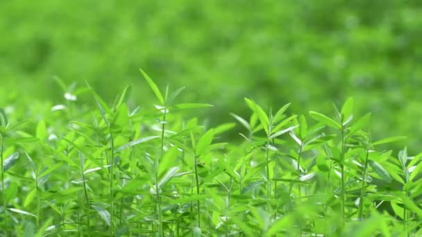 Arbre vert nature, Green Leaf Mover avec vent de la nature .