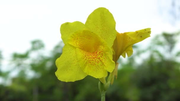 黄色の花を閉じて花に水を落とす — ストック動画