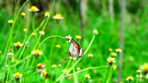 Black Orange Butterfly Flying Away Pink Flower Feeding Slow Motion — 비디오