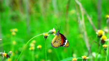 Hayvan ve doğa, Tayland kelebeği otlakta VerbeNA BONARIENSIS çiçek doğa böceği