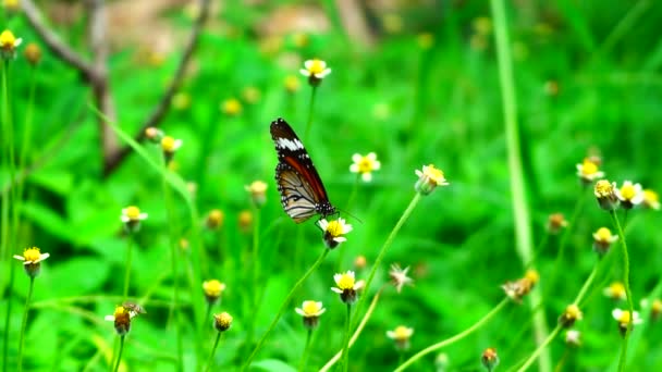 Hayvan Doğa Tayland Kelebeği Otlakta Verbena Bonariensis Çiçek Doğa Böceği — Stok video