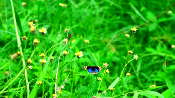 Zwierzęta Przyroda Tajski Motyl Pastwisku Verbena Bonariensis Kwiaty Owady Natury — Wideo stockowe