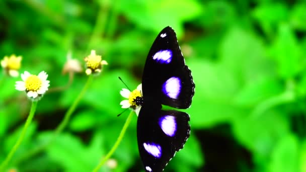 Animal et nature, papillon thaïlandais en pâturage VERBENA BONARIENSIS fleurs Insectes nature