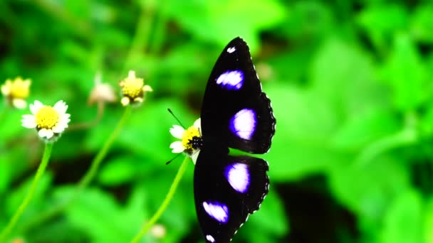 Dier Natuur Thaise Vlinder Wei Verbena Bonariensis Bloemen Insect Outdoor — Stockvideo