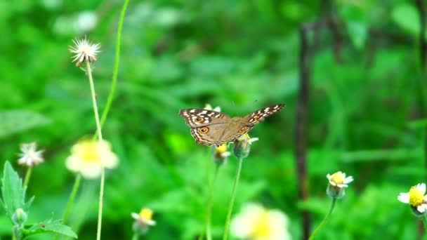 Анимал Природа Тайская Бабочка Пасте Цветы Verbena Bonariensis Открытая Природа — стоковое видео