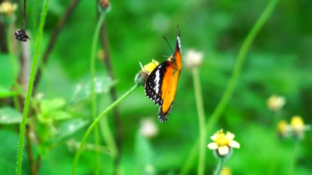 Mariposa Negra Naranja Que Vuela Lejos Flor Rosa Después Alimentarse — Vídeo de stock