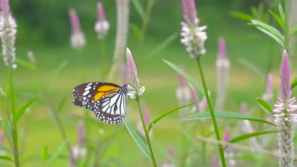 餌をやるとピンク色の花から黒い蝶とオレンジ色の蝶が飛んでいきます スローモーションショット — ストック動画