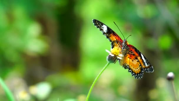 Black Orange Butterfly Flying Away Pink Flower Feeding Slow Motion — Stock Video