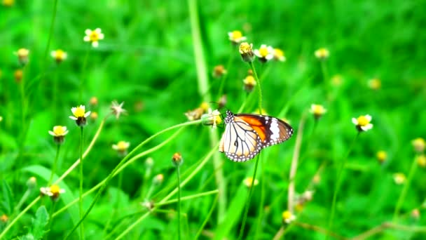 Animais Natureza Borboleta Tailandesa Pastagem Verbena Bonariensis Flores Inseto Natureza — Vídeo de Stock