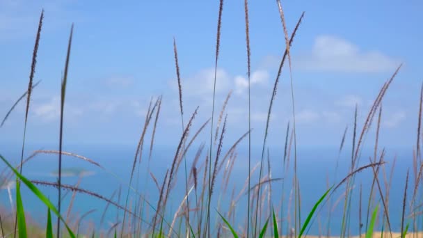 Bloem Natuur Gras Achtergrond — Stockvideo