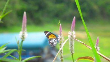 Hayvan ve doğa, Tayland kelebeği otlakta VerbeNA BONARIENSIS çiçek doğa böceği