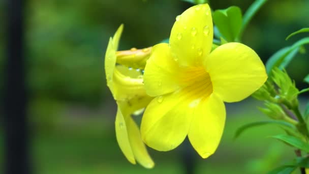 黄色の花を閉じて花に水を落とす — ストック動画