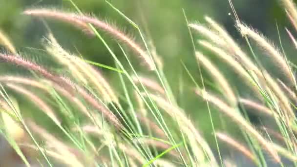 Kwiat Natura Trawa Tło — Wideo stockowe