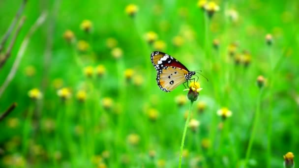 Крупним Планом Метелик Фоні Природи Трави Квітка Зелена Трава — стокове відео