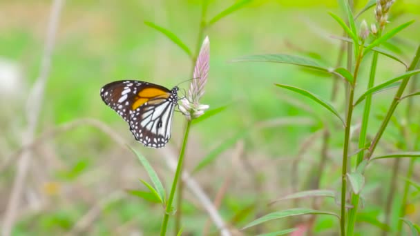 Крупним Планом Метелик Фоні Природи Трави Квітка Зелена Трава — стокове відео