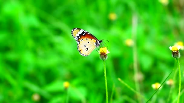 Kelebeği Doğaya Yakın Çimen Çiçeği Yeşil Çimen Arkaplanı — Stok video