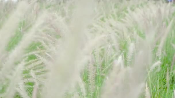 Крупним Планом Природа Трава Квітка Анімовані Вітром — стокове відео
