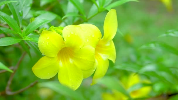 Close Yellow Flower Drop Water Flower — Stock Video