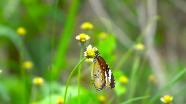 Kelebeği doğaya yakın çimen çiçeği ve yeşil çimen arkaplanı