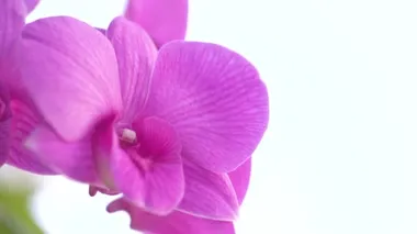 Rüzgarda hareket eden orkidelerin yakın çekim videosu