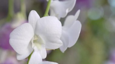 Rüzgarda hareket eden orkidelerin yakın çekim videosu