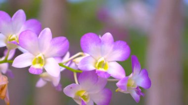 Rüzgarda hareket eden orkidelerin yakın çekim videosu