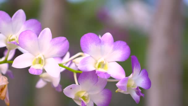 Flor Ainmate Orquídea Del Primer Plano Naturaleza — Vídeos de Stock