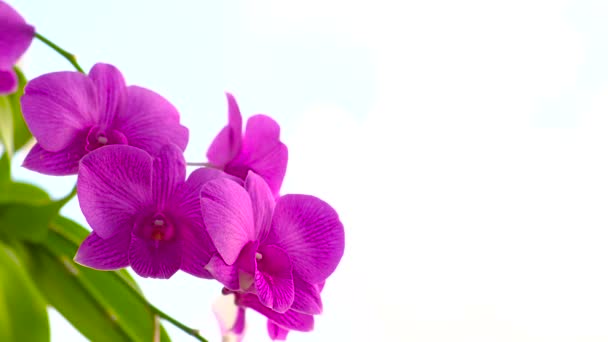 Close Orquídea Natureza Fundo Azul — Vídeo de Stock